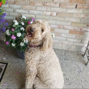 Meet your Posher, Danyel